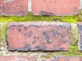 Background old red brick wall texture with green moss Royalty Free Stock Photo