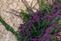 Background - old stone wall, partially entwined with a blooming mandevilla creeper