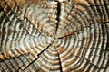 Background of old saw cut dry wood with annual rings. The texture of the cut logs Royalty Free Stock Photo