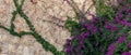 Background - old stone wall, partially entwined with a blooming mandevilla creeper