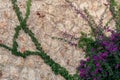 Background - old stone wall, partially entwined with a blooming mandevilla creeper Royalty Free Stock Photo