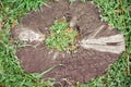 Background of old stump tree with sprouted green grass in the center, top view Royalty Free Stock Photo