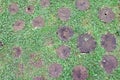 Background of old tree stumps in green grass, top view Royalty Free Stock Photo