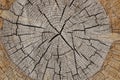 Background of old tree trunk cross section Royalty Free Stock Photo