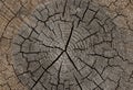 Background of old tree trunk cross section Royalty Free Stock Photo