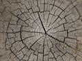 Background of old tree trunk cross section Royalty Free Stock Photo