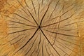 Background of old tree trunk cross section Royalty Free Stock Photo