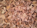 Background of old withered oak leaves. Royalty Free Stock Photo
