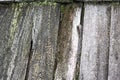 Background of old wooden moss covered wooden boards