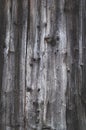 Background from old worn darkened from time to time gray knotty vertical wooden plank close up