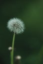 background: one fluffy blurred white dandelion