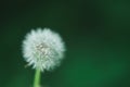 background: one fluffy blurred white dandelion