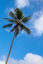 Single palm tree against a blue sunny sky with white wispy cloud Royalty Free Stock Photo