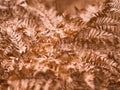 A background of orange and brown fern leaves and sheets