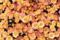 Orange chrysanthemum Background