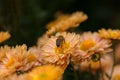 Background of orange chrysanthemum flowers. Bee close-up on a flower in the garden Royalty Free Stock Photo