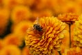 Background of orange chrysanthemum flowers. Bee close-up on a flower in the garden Royalty Free Stock Photo