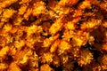 Background of orange chrysanthemums Royalty Free Stock Photo