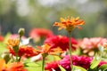 Background orange flower and sun light 58.