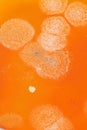 Background of orange mold fungus, close up