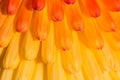 Background of orange petals of Kniphofia flower Royalty Free Stock Photo