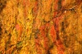 Background of orange wet stone rock wall texture outdoor Royalty Free Stock Photo