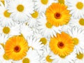 Background of orange and white flowers Royalty Free Stock Photo