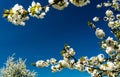 Background of orchard trees and blossoming white apple tree branches framing a blue sky with plenty of copy space Royalty Free Stock Photo