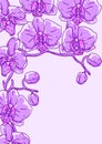 Background with orchid. Beautiful decorative plants.