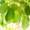 Background of organic avocado on a branch in nature. Selective focus Royalty Free Stock Photo