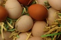 Background with organic chicken eggs and duck eggs arranged in a pile of recycled paper Royalty Free Stock Photo