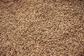 Background of organic dried hemp seeds Royalty Free Stock Photo