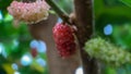 background out of focus Brazilian Blackberry MORUS CELTIDIFOLIA