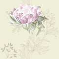 Background with Paeonia flowers