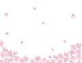 Background painted with cherry petals falling vector