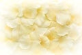 Background of pale yellow flower petals