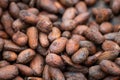 Cocoa seeds drying on an organic plantation Royalty Free Stock Photo