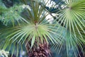 Background of palm leaves in summer