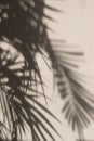 Background of palm`s shadow. Palm tree, leaves, shadow, wall, beige. Beautiful shadows of palms leaves on a beige wall