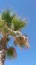 Background with palm tree on blue sky, summer sunlight Royalty Free Stock Photo