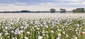 Background panoramic view of a field of white poppies Royalty Free Stock Photo