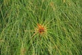 A background of papyrus plants