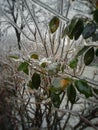 Background, partially blurry, ice covered green leaves and branches