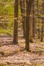 Background with path fallen leafs and trees