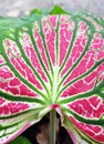 Background Pattern Abstact Pink Dieffenbachia Leaf Textured