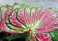 Background Pattern Abstact Pink Dieffenbachia Leaf Textured