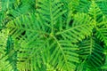 Background Pattern of Araucaria Luxurians plant leaves. Endangered plants Royalty Free Stock Photo