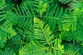 Background Pattern of Araucaria Luxurians plant leaves. Endangered plants Royalty Free Stock Photo