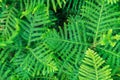 Background Pattern of Araucaria Luxurians plant leaves. Endangered plants Royalty Free Stock Photo