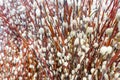 Background or pattern of dry spring pussy-willow twigs Royalty Free Stock Photo